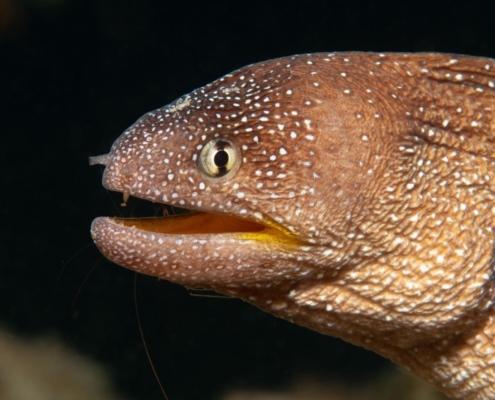 aegypten_rotes_meer_tauchen_tauchreisen_unterwasser_photo_gelbmaulmuraene