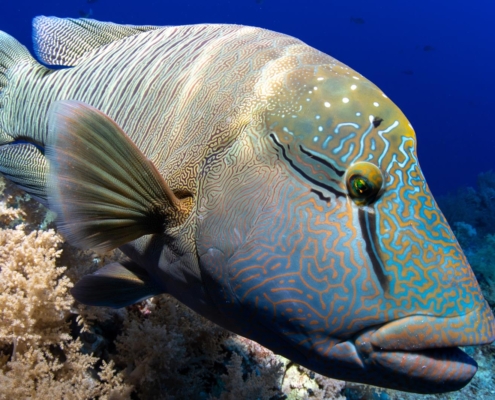 aegypten_rotes_meer_tauchen_tauchreisen_unterwasser_photo_napoeleonfisch