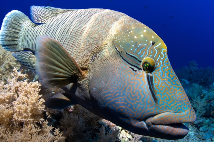 aegypten_rotes_meer_tauchen_tauchreisen_unterwasser_photo_napoeleonfisch