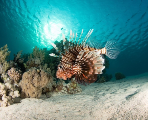 aegypten_rotes_meer_tauchen_tauchreisen_unterwasser_photo_rotfeuerfisch