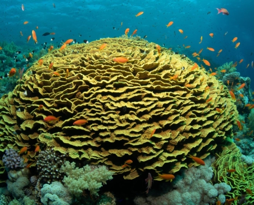 aegypten_rotes_meer_tauchen_tauchreisen_unterwasser_photo_salatkoralle