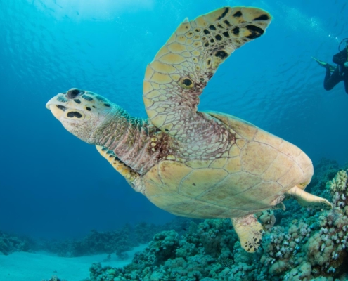 aegypten_rotes_meer_tauchen_tauchreisen_unterwasser_photo_schildkroete
