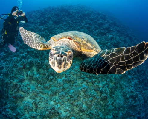 aegypten_rotes_meer_tauchen_tauchreisen_unterwasser_photo_schildkroete2