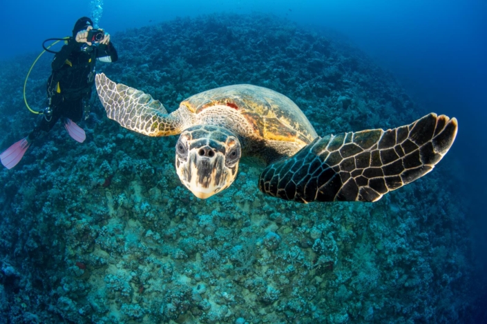 aegypten_rotes_meer_tauchen_tauchreisen_unterwasser_photo_schildkroete2
