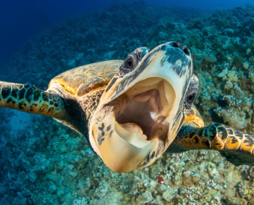 aegypten_rotes_meer_tauchen_tauchreisen_unterwasser_photo_schildkroete3