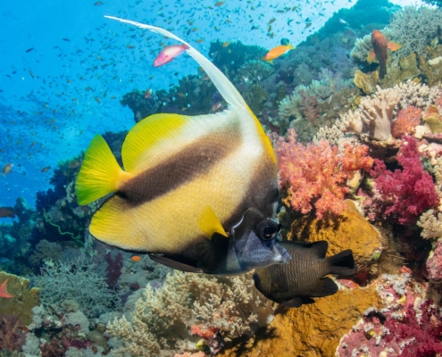 aegypten_rotes_meer_tauchen_tauchreisen_unterwasser_photo_wimpelfisch