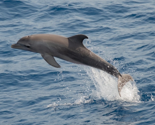 aegypten_tauchreisen_urlaub_rotes_meer_delfin