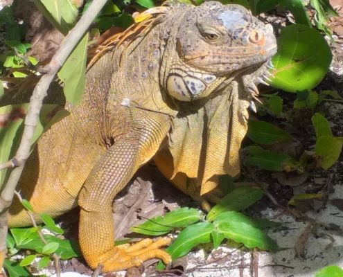 karibik_mexiko_mexico_reisebericht_cozumel_pro_dive1