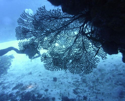 karibik_mexiko_mexico_reisebericht_cozumel_pro_dive3