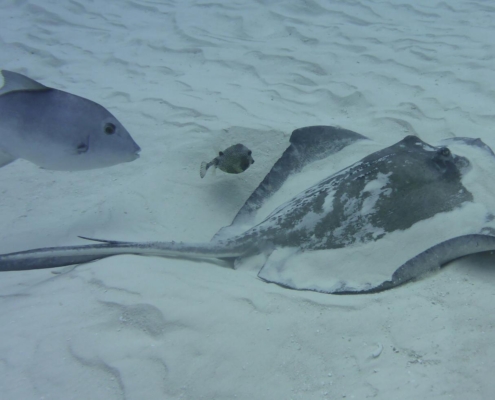 karibik_mexiko_mexico_reisebericht_cozumel_pro_dive4