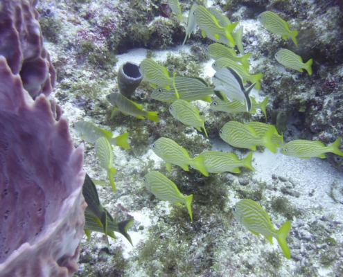 karibik_mexiko_mexico_reisebericht_cozumel_pro_dive5