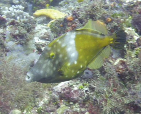 karibik_mexiko_mexico_reisebericht_cozumel_pro_dive6