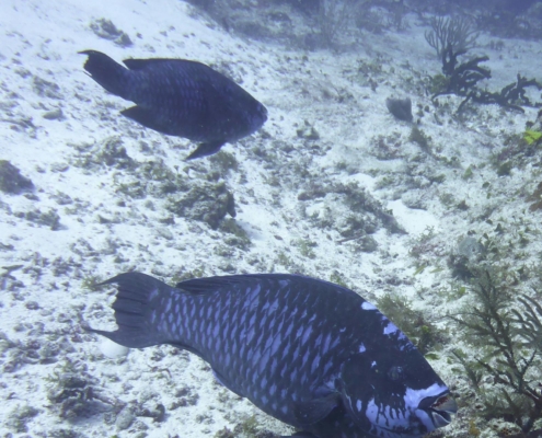 karibik_mexiko_mexico_reisebericht_cozumel_pro_dive7