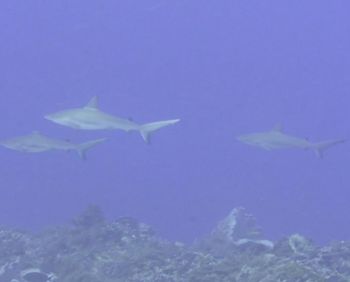 karibik_mexiko_mexico_reisebericht_cozumel_pro_dive8