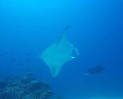 malediven_tauchen_tauchreisen_Tauchurlaub_sued_ari_atoll_vilemandhoo_manta