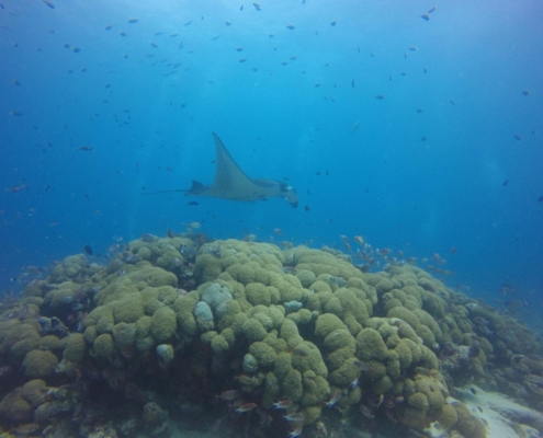 malediven_tauchen_tauchreisen_Tauchurlaub_sued_ari_atoll_vilemandhoo_manta2