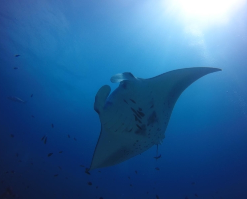malediven_tauchen_tauchreisen_Tauchurlaub_sued_ari_atoll_vilemandhoo_manta3