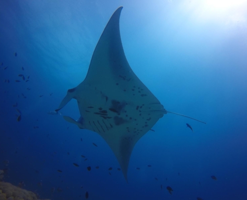 malediven_tauchen_tauchreisen_Tauchurlaub_sued_ari_atoll_vilemandhoo_manta4