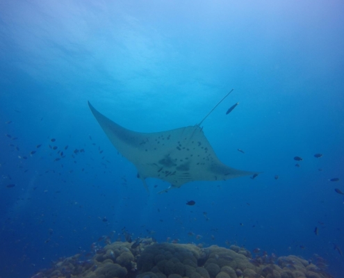 malediven_tauchen_tauchreisen_Tauchurlaub_sued_ari_atoll_vilemandhoo_manta6