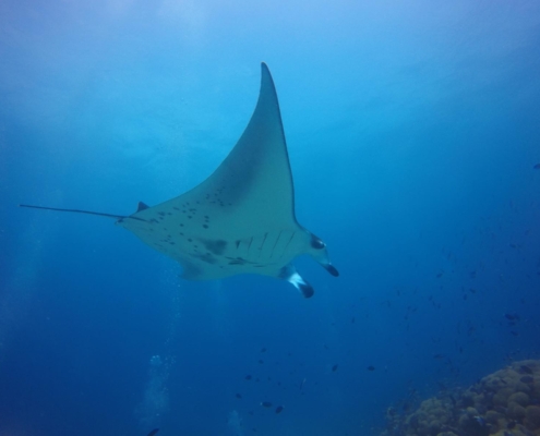 malediven_tauchen_tauchreisen_Tauchurlaub_sued_ari_atoll_vilemandhoo_manta7
