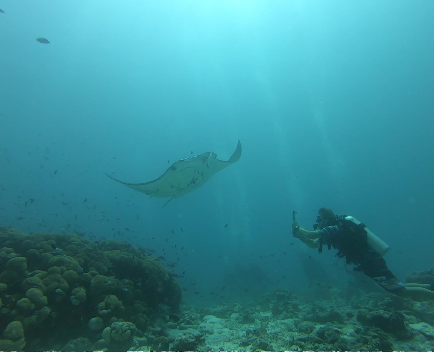 malediven_tauchen_tauchreisen_Tauchurlaub_sued_ari_atoll_vilemandhoo_manta8