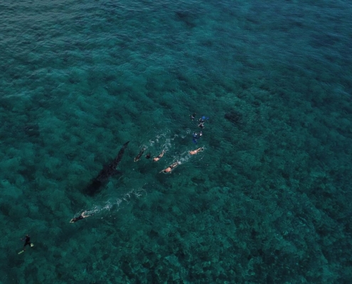malediven_tauchen_tauchreisen_Tauchurlaub_sued_ari_atoll_vilemandhoo_manta_walhai
