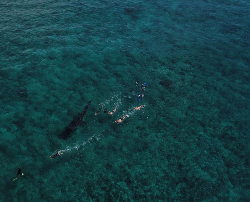 malediven_tauchen_tauchreisen_Tauchurlaub_sued_ari_atoll_vilemandhoo_manta_walhai