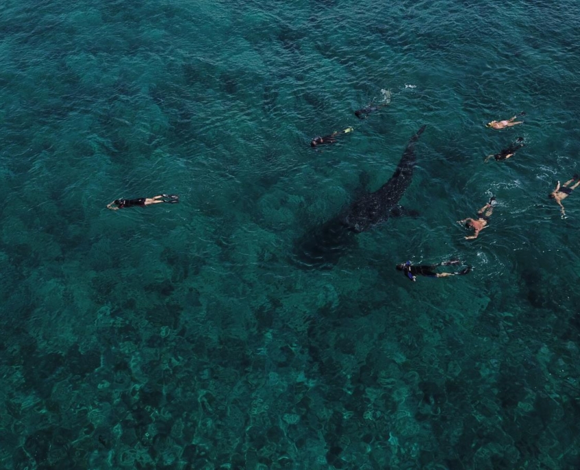 malediven_tauchen_tauchreisen_Tauchurlaub_sued_ari_atoll_vilemandhoo_manta_walhai2