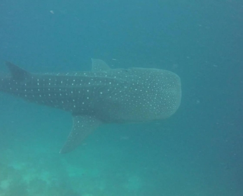 malediven_tauchen_tauchreisen_Tauchurlaub_sued_ari_atoll_vilemandhoo_walhai