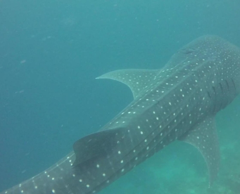 malediven_tauchen_tauchreisen_Tauchurlaub_sued_ari_atoll_vilemandhoo_walhai2