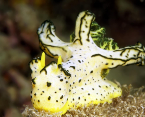 philippinen_palawan_narayana_tubbataha_tauchsafari_tauchschiff_tauchen_tauchreisen_nationalpark_tauchgebiet_102
