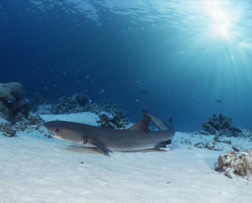 philippinen_palawan_narayana_tubbataha_tauchsafari_tauchschiff_tauchen_tauchreisen_nationalpark_tauchgebiet_haie_56