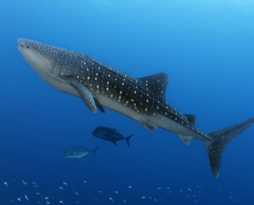 philippinen_palawan_narayana_tubbataha_tauchsafari_tauchschiff_tauchen_tauchreisen_nationalpark_tauchgebiet_walhai_27