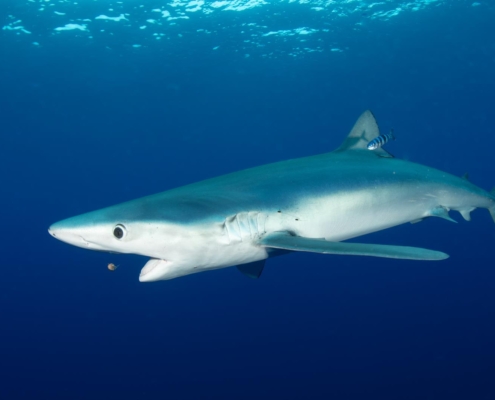 Blauhai, Blue shark, Prionace glauca, Azores, Atlantic Ocean