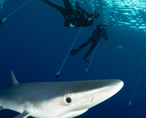 Blauhai, Blue shark, Prionace glauca, Azores, Atlantic Ocean