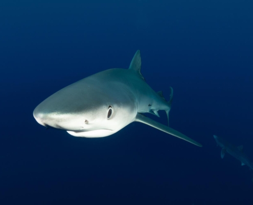 Blauhai, Blue shark, Prionace glauca, Azores, Atlantic Ocean