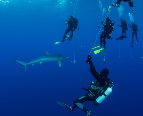 Blauhai, Blue shark, Prionace glauca, Azores, Atlantic Ocean