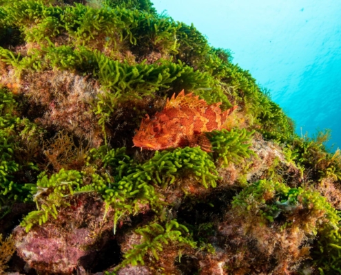 Madeira-Drachenkopf, Madeira rockfish, Azores, Atlantic Ocean