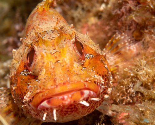 Madeira-Drachenkopf, Madeira rockfish, Azores, Atlantic Ocean