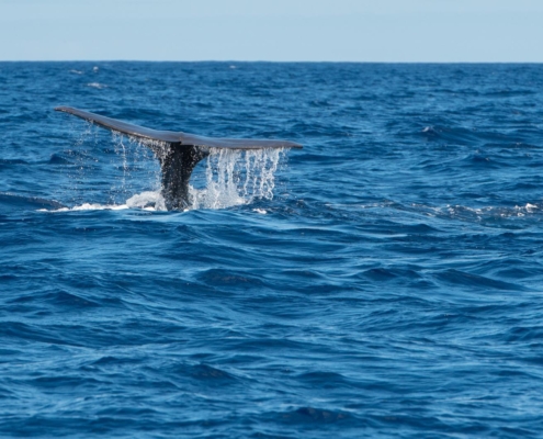 Pottwal, Spermwhale, Physeter macrocephalus, Azores, Atlantic Ocean