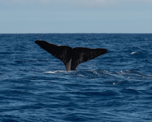 Pottwal, Spermwhale, Physeter macrocephalus, Azores, Atlantic Ocean