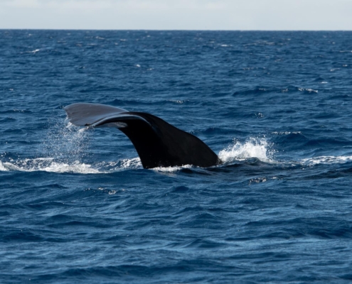 Pottwal, Spermwhale, Physeter macrocephalus, Azores, Atlantic Ocean