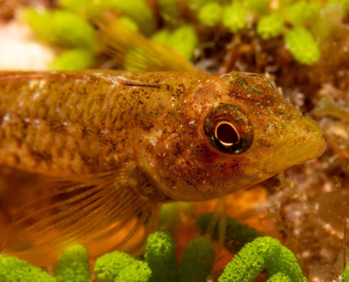 Dreiflossen-Schleimfisch, Triplefin, Tripterygiidae, Azores, Atlantic Ocean