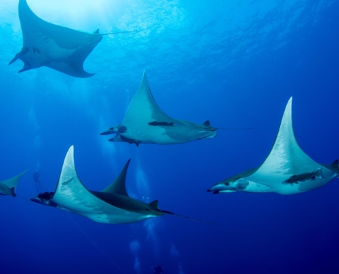 reisebericht_holger_pollmann_azoren_atlantik_tauchen_gruppenreise_sichelflossen_mobula