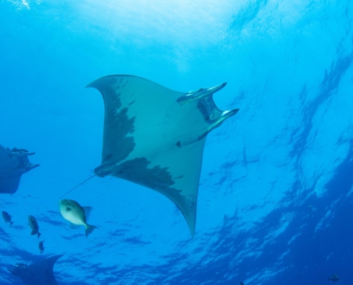 reisebericht_holger_pollmann_azoren_atlantik_tauchen_gruppenreise_sichelflossen_mobula2