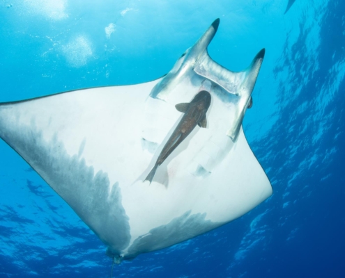 reisebericht_holger_pollmann_azoren_atlantik_tauchen_gruppenreise_sichelflossen_mobula4