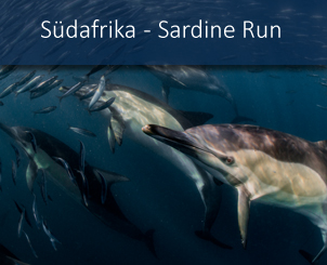 banner_startseite_suedafrika_sardine_run