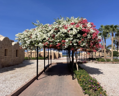 rotes_meer_aegypten_sueden_el_qusier_moevenpick_hotel_17