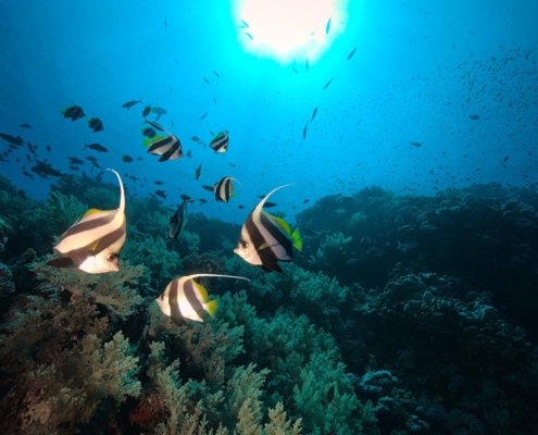 rotes_meer_aegypten_tauchsafari_tauchreisen_tauchen_10