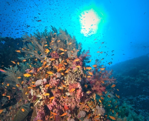 rotes_meer_aegypten_tauchsafari_tauchreisen_tauchen_11